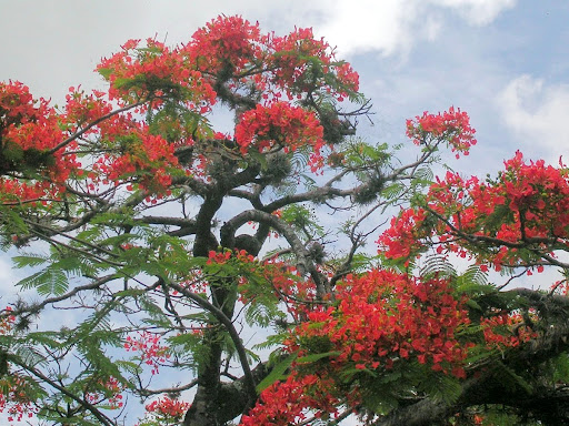 Arbol de Acacia Flamboyant Flamboyan Delonix Regia La Trinidad Baruta Estado Miranda Venezuela