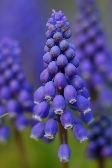 IMAGE: https://lh4.googleusercontent.com/_9FcV5UnPCtY/TbYqRBJld9I/AAAAAAAAFCI/CAy44flteXg/s576/IMG_3281.JPG