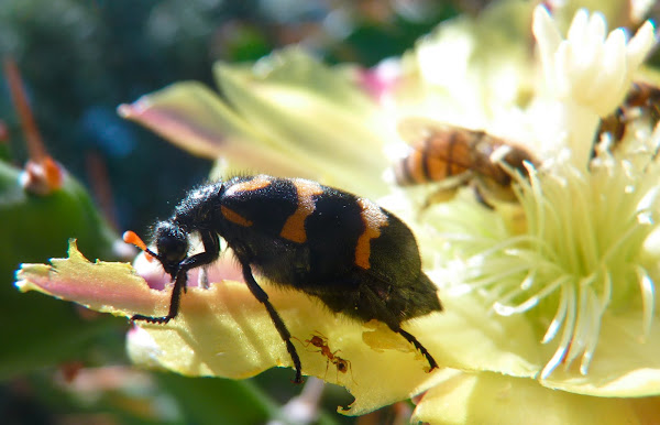 Les insectes aiment bien les fleurs Macro%20bestiole%20sur%20fleur