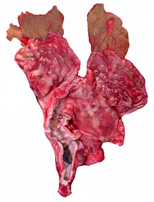 Post partum uterus. This contained a mucoid, green secretion in both horns and thicker, darker mucus in the endocervix