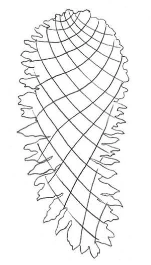 D:\0 wd yedek\acr yedek\1 film indirme\botanicheskaya_illyustraciya2_files\image062.jpg