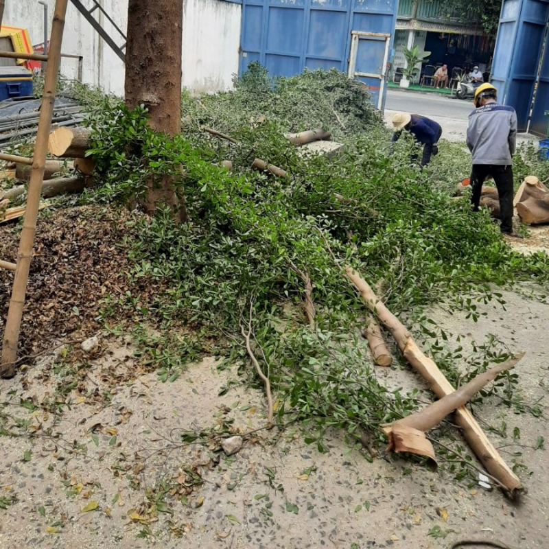 Dịch Vụ Cắt Cây Xanh Quận Tân Bình