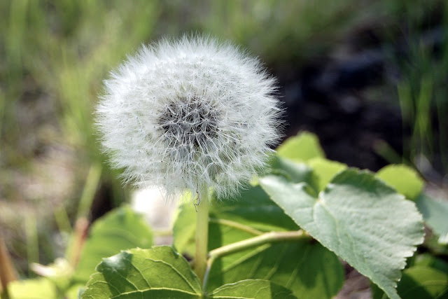 the perfect dandelion