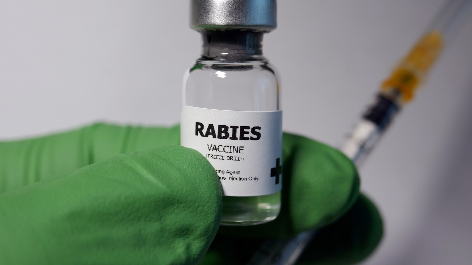 Rabies vaccinations are required, but may vary but US state law. 