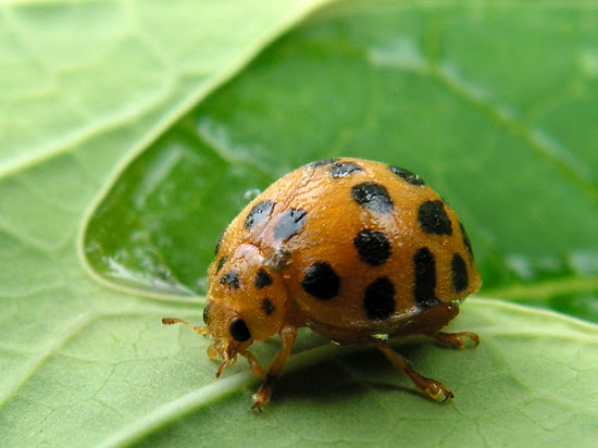 A large orange ladybird beetle, with many black spots