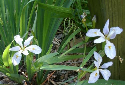 swamp iris