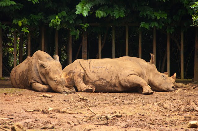 Зоопарк Малакки: грустные носороги и пятки дикобраза