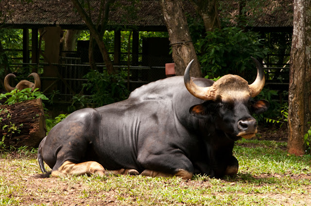 Зоопарк Малакки: грустные носороги и пятки дикобраза