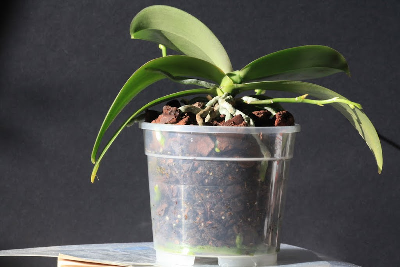 Phalaenopsis Hybriden » Phal. Mini Mark