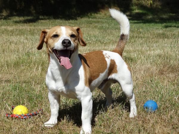 russel terrier