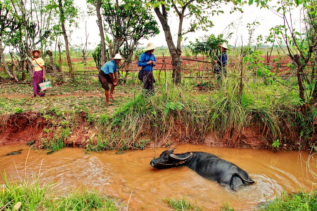 На Берегу реки Иравади (Мьянма 2011)