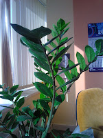 Замиокулькас или "Долларовое дерево"