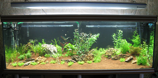 Aquarium en Aquascaping de 800 litres - Page 4 Aquarium-aquascaping-plantes-01