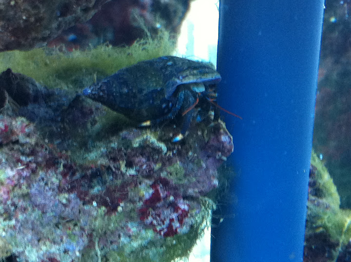 Calcinus Sp. (Black Hermit Crab)  2011_%205_10_%209_%200