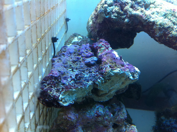 New corals 2011_%205_12_10_54
