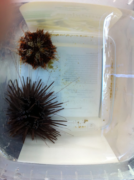 Tripneustes gratilla (Pincushion Urchin, Hairy Colored) 2011_%205_16_14_14
