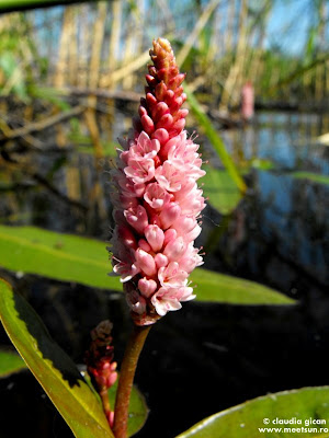 flori de apa din delta