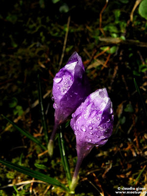 branduse de primavara (Crocus heuffelianus)