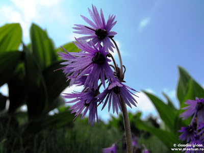 flori violet de munte, degetăruţ, potiraş (soldanella montana)