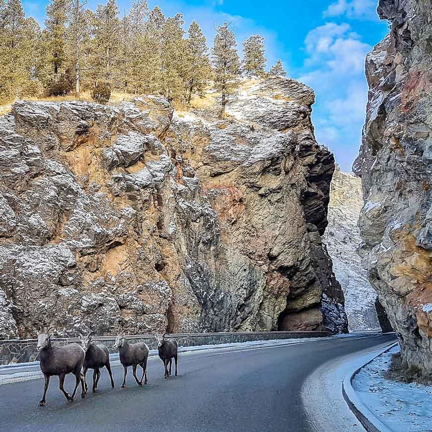 You might see big-horned sheep when you drive to Radium Hot Springs