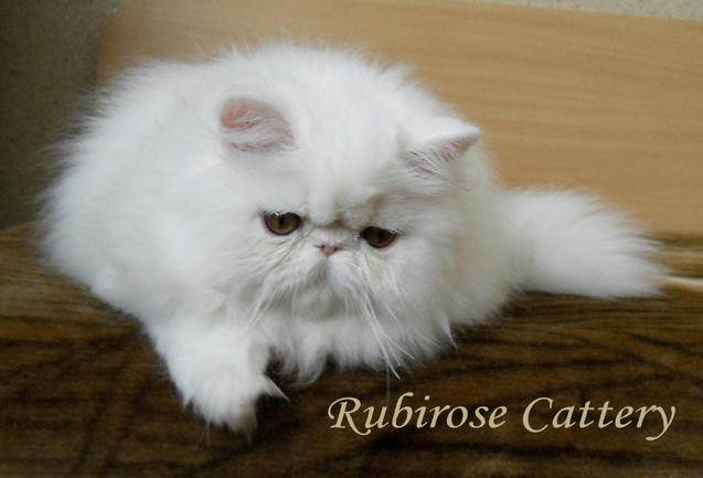 Персийска котка: Персийска котка - характер