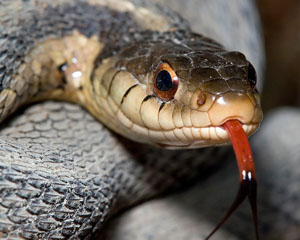 Snake Facts Snake Photograph