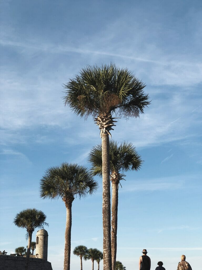 tall palm trees in St Augustine Florida