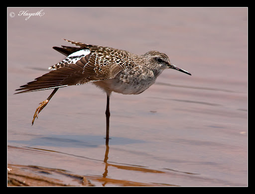 IMAGE: https://lh4.googleusercontent.com/_J3wCjsRO6Tg/TaoAJCLh3gI/AAAAAAAAPsQ/NfTLzW65R84/IMG_9818.jpg