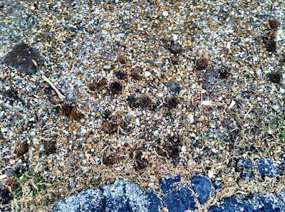 Sweetgum ball asphalt driveway photo Sweetgum ball asphalt driveway photo