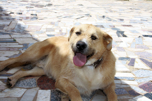 Adopta a OSCAR, el perro mas bueno del mundo. Sevilla Oscar4