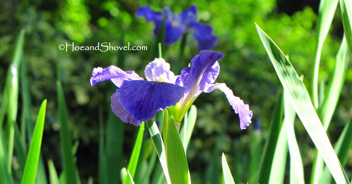 Hoe and Shovel: Irises that Won't Shrink from Florida's Humidity
