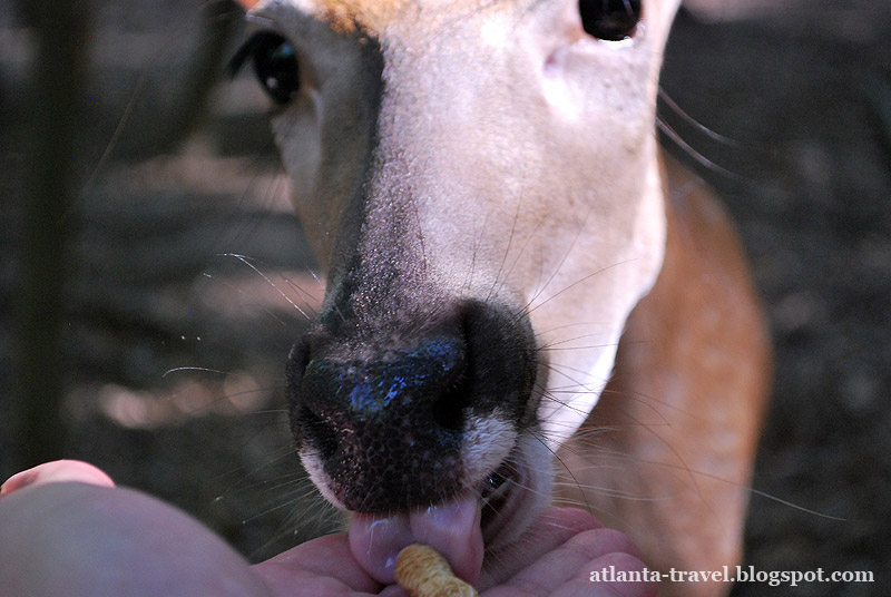 Yellow River Game Ranch: Покормить животных с рук