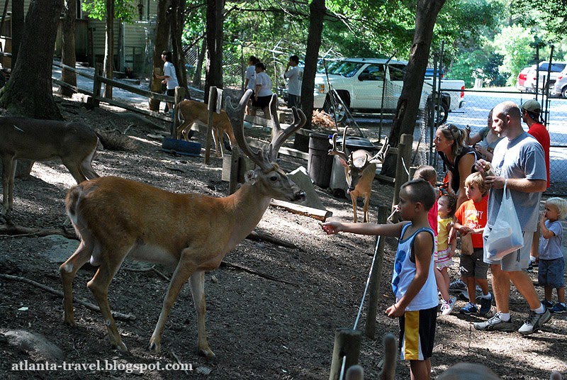 Petting Zoo: кормить зверей с рук | Atlanta Travel