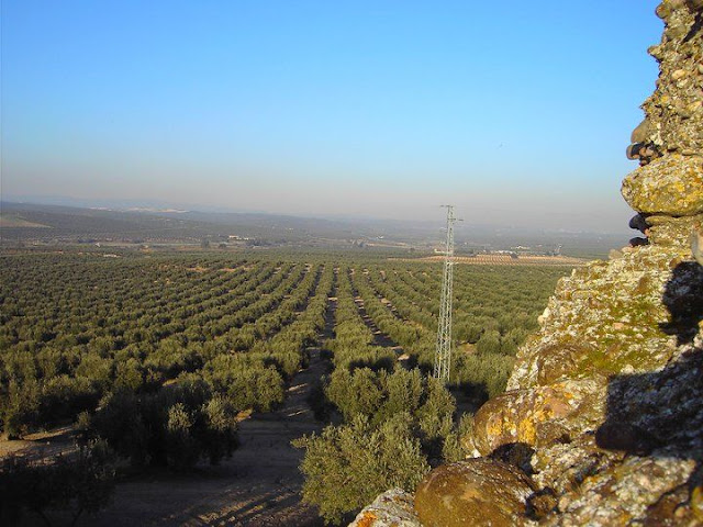 Los olivos - paisaje caracterÃstico en la provÃncia de Jaén
