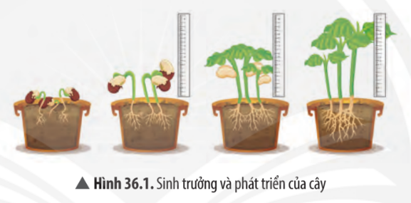 Giải KHTN 7 Bài 36: Thực hành chứng minh sinh trưởng và phát triển ở thực vật, động vật Chân trời sáng tạo