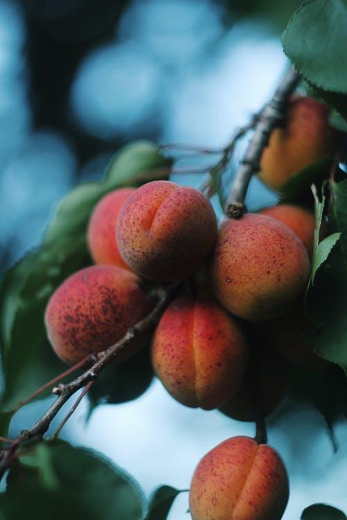Free Apricot Tree Stock Photo