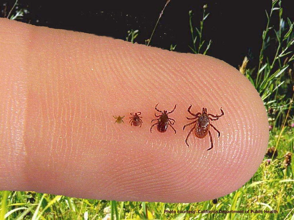 Ticks on Finger | Blacklegged ticks are quite small and coul… | Flickr