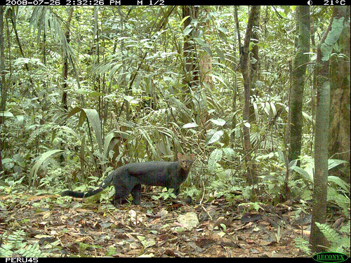 jaguarundi in the wild