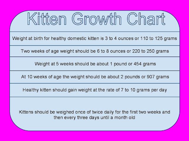 Average Kitten Size Chart