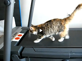 cat gait