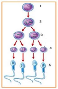 Pembentukan  spermatosit primer  dan spermatid terjadi  pada tahap ….