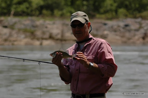 big potomac perch