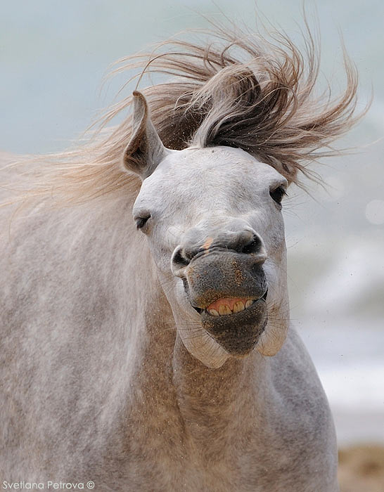 Умеют ли лошади улыбаться?