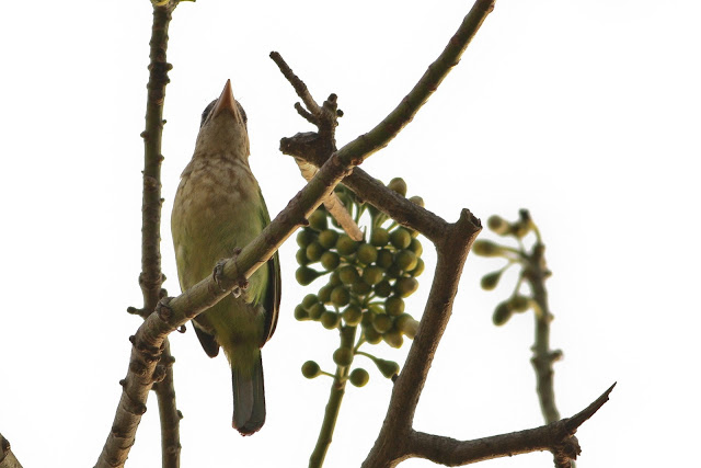 White cheeked Barbet White cheeked Barbet