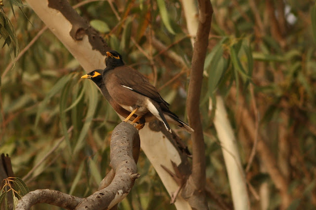 Common Mynas Common Mynas