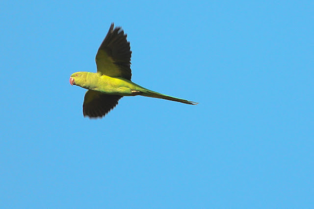 Rose Ringed Parakeet - Male