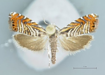 moth