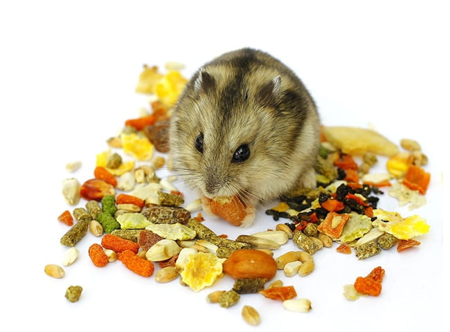Chuột thích ăn các hạt
