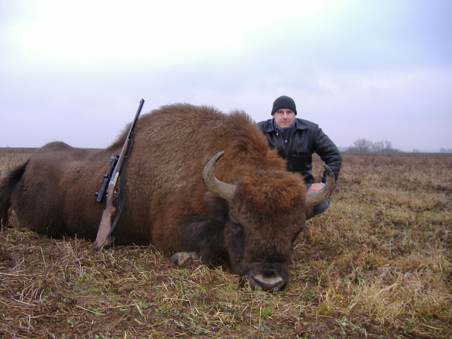 Wisent (European Bison) hunting