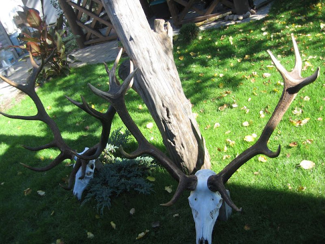 Red deer hunting